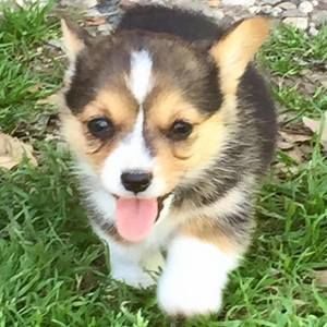 Meet your Posher, Kimber